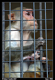 Kyjev - Kyjevský zoopark