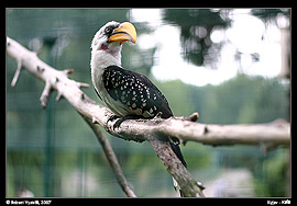 Kyjev - Kyjevský zoopark