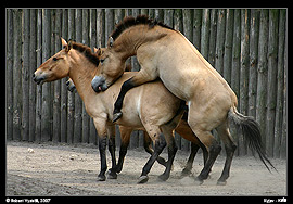 Kyjev - Kyjevský zoopark