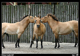 Kyjev - Kyjevský zoopark