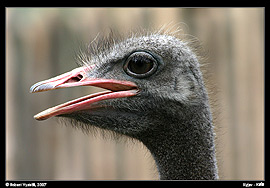 Kyjev - Kyjevský zoopark